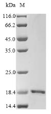 Recombinant Human Glutamate receptor ionotropic, NMDA 2A (GRIN2A), partial – Figure 1 of 1