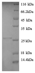 Recombinant Human HLA class II histocompatibility antigen, DP alpha 1 chain (HLA-DPA1), partial – Figure 1 of 1