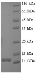 Recombinant Human Caspase-7 (CASP7), partial – Figure 1 of 1