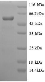 Recombinant Salmonella typhi Protein viaA (viaA), partial – Figure 1 of 1