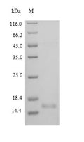 Recombinant Rat Brain-derived neurotrophic factor (Bdnf), partial – Figure 1 of 1