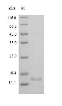 Recombinant Rat Brain-derived neurotrophic factor (Bdnf), partial