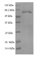 Recombinant Thermus aquaticus DNA polymerase I, thermostable (polA), partial – Figure 1 of 1