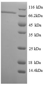 Recombinant Thermus aquaticus DNA polymerase I, thermostable (polA), partial – Figure 1 of 1