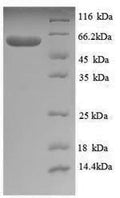 Recombinant Thermus aquaticus DNA polymerase I, thermostable (polA), partial – Figure 1 of 1