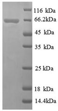 Recombinant Thermus aquaticus DNA polymerase I, thermostable (polA), partial – Figure 1 of 1