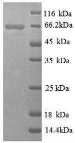 Recombinant Thermus aquaticus DNA polymerase I, thermostable (polA), partial – Figure 1 of 1