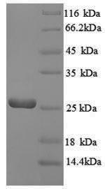 Recombinant Escherichia coli GTP cyclohydrolase-2 (ribA) – Figure 1 of 1