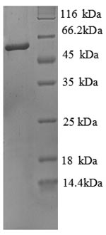 Recombinant Mouse Alkaline phosphatase, tissue-nonspecific isozyme (Alpl), partial – Figure 1 of 1
