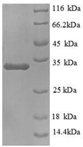 Recombinant Mouse Mucin 5, subtypes A and C, tracheobronchial/gastric (Muc5ac), partial – Figure 1 of 1