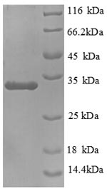 Recombinant Mouse Mucin 5, subtypes A and C, tracheobronchial/gastric (Muc5ac), partial – Figure 1 of 1