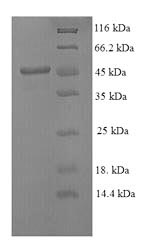 Recombinant Mouse Stromelysin-1 (Mmp3) – Figure 1 of 1
