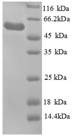 Recombinant Escherichia coli Glycerol kinase (glpK) – Figure 1 of 1