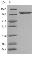 The reducing (R) protein migrates as 70 kDa in SDS-PAGE may be due to glycosylation.