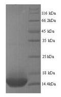 Recombinant Human Beta-1 adrenergic receptor (ADRB1), partial – Figure 1 of 1