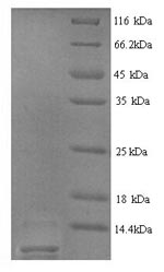 Recombinant Rat Type-2 angiotensin II receptor (Agtr2), partial – Figure 1 of 1