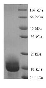 Recombinant Rat Allograft inflammatory factor 1 (Aif1) – Figure 1 of 1