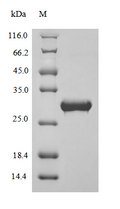 Recombinant Bovine Apolipoprotein A-I (APOA1), partial – Figure 1 of 1