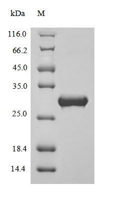 Recombinant Bovine Apolipoprotein A-I (APOA1), partial – Figure 1 of 1