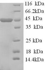 Recombinant Mouse Apolipoprotein A-IV (Apoa4) – Figure 1 of 1