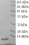 Recombinant Rat Apolipoprotein C-III (Apoc3) – Figure 1 of 1