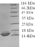 Recombinant Human Apolipoprotein C-IV (APOC4) – Figure 1 of 1