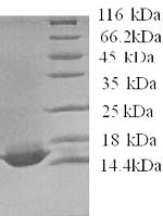 Recombinant Human Apolipoprotein C-IV (APOC4) – Figure 1 of 1
