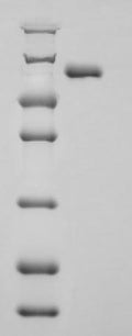 Recombinant Human Aryl hydrocarbon receptor nuclear translocator (ARNT), partial – Figure 1 of 1