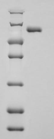 Recombinant Human Aryl hydrocarbon receptor nuclear translocator (ARNT), partial – Figure 1 of 1