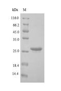 Recombinant Human BCL2/adenovirus E1B 19KDA protein-interacting protein 3-like (BNIP3L) – Figure 1 of 1