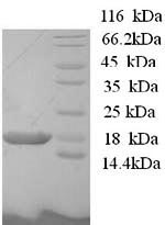 Recombinant Human BolA-like protein 1 (BOLA1) – Figure 1 of 1
