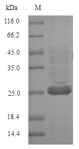 Recombinant Human Butyrophilin subfamily 3 member A2 (BTN3A2), partial – Figure 1 of 1