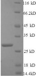 Recombinant Mouse C1q-related factor (C1ql1) – Figure 1 of 1