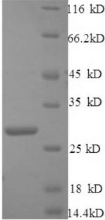 Recombinant Mouse C1q-related factor (C1ql1) – Figure 1 of 1