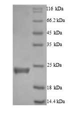 Recombinant Human Caspase-5 (CASP5), partial – Figure 1 of 1