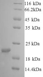 Recombinant Dog Caveolin-1 (CAV1) – Figure 1 of 1