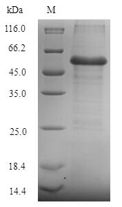 Recombinant Saccharomyces cerevisiae Cystathionine beta-synthase (CYS4) – Figure 1 of 1