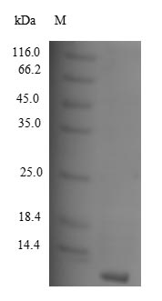 Recombinant Human C-C motif chemokine 8 (CCL8) – Figure 1 of 1