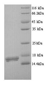 Recombinant Human CMRF35-like molecule 7 (CD300LB), partial – Figure 1 of 1