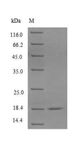 Recombinant Rabbit CD40 ligand (CD40LG), partial – Figure 1 of 1