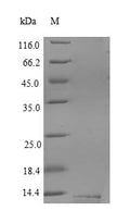 Recombinant Human CD59 glycoprotein (CD59) – Figure 1 of 1