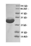 Recombinant Mouse Macrosialin (Cd68), partial – Figure 1 of 1