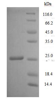 Recombinant Human T-cell antigen CD7 (CD7), partial – Figure 1 of 1