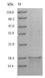 Recombinant Human CD70 antigen (CD70), partial – Figure 1 of 1