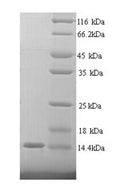Recombinant Human Cell adhesion molecule CEACAM4 (CEACAM4), partial – Figure 1 of 1