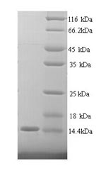 Recombinant Human Cell adhesion molecule CEACAM4 (CEACAM4), partial – Figure 1 of 1