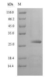 Recombinant Human Chymotrypsin-like elastase family member 2A (CELA2A) – Figure 1 of 1