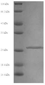 Recombinant Mouse Chymotrypsin-like elastase family member 2A (Cela2a) – Figure 1 of 1