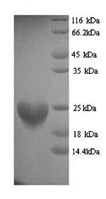 Recombinant Mouse Histone H3-like centromeric protein A (Cenpa) – Figure 1 of 1