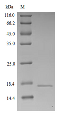 Recombinant Human Chromogranin-A (CHGA) – Figure 1 of 1
